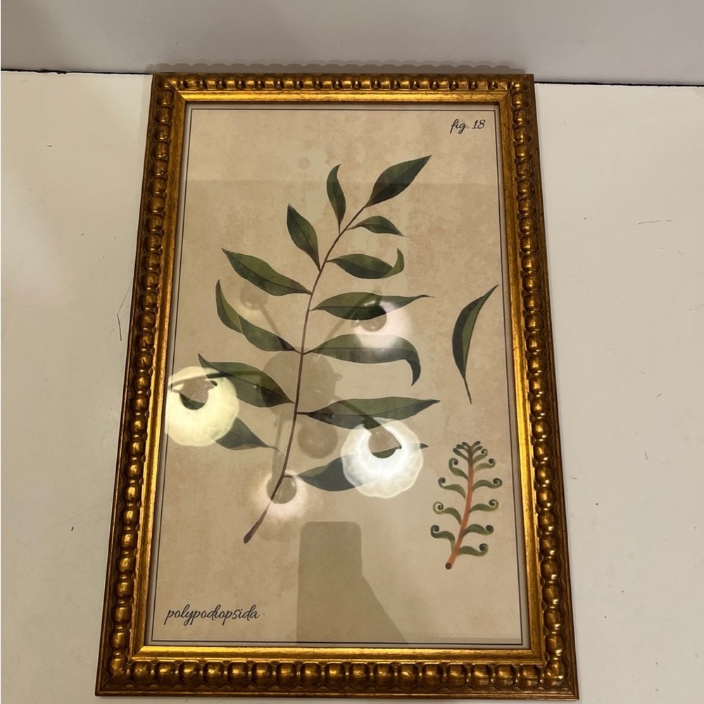 Polypodiopsida fig.18 picture frame decor - Picture 5 of 8